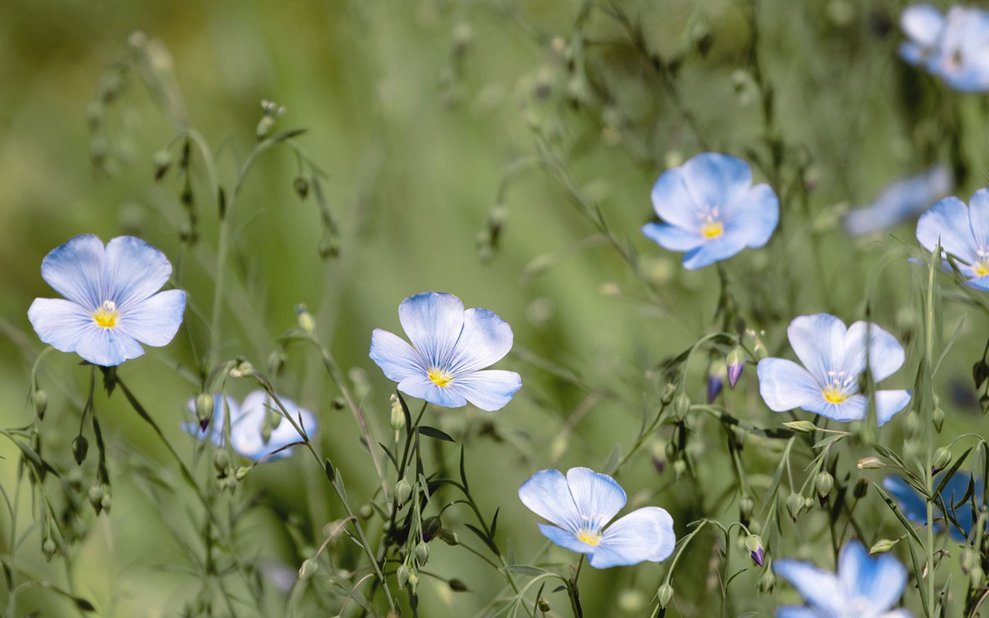 Himmelblaue Leinenblüten auf grüner Wiese, sanft im Wind wiegend