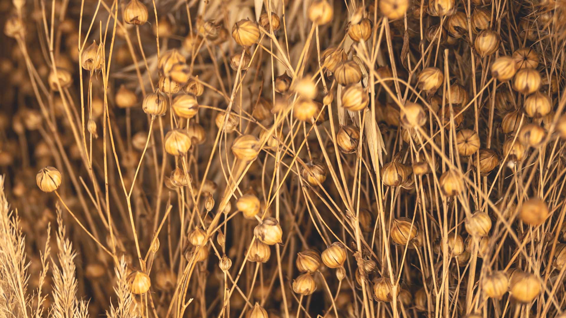 Getrocknete goldene Leinkapseln an feinen Stielen; die Basis für die Gewinnung von disana Leinenfasern aus Bio-Anbau.