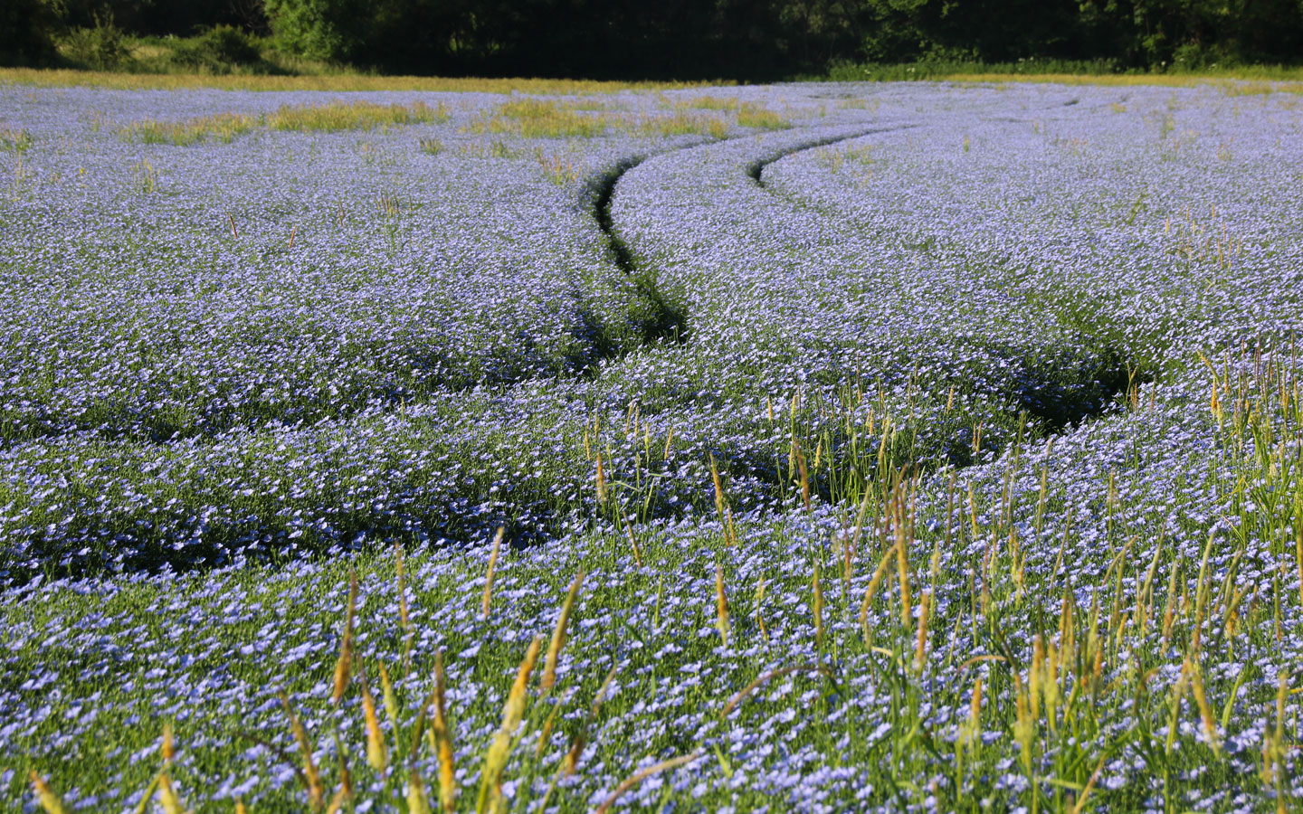 Himmelblau blühendes Leinfeld mit zwei geschwungenen Fahrspuren, die sanft durch die dichten Pflanzen führen.