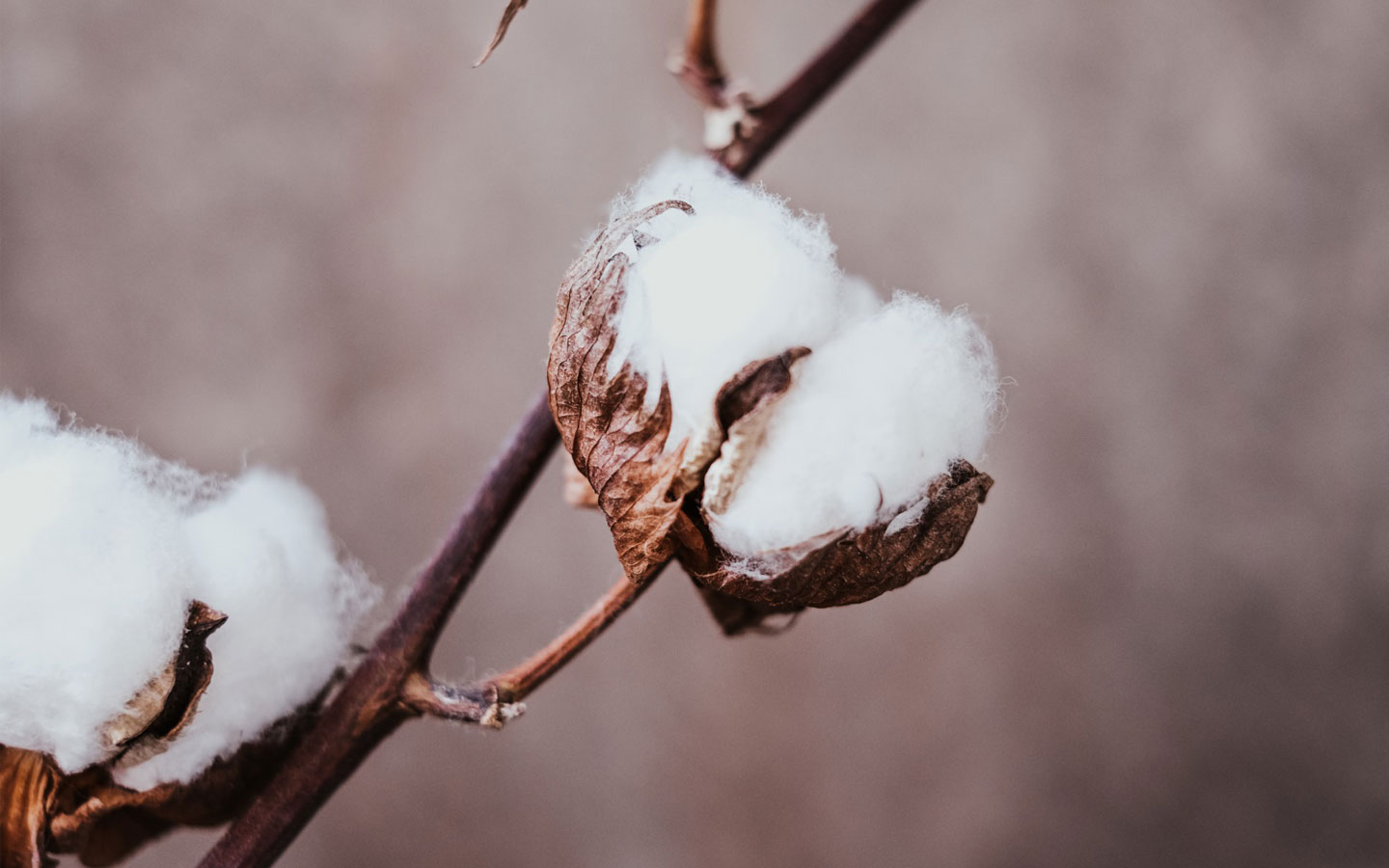Nahaufnahme einer aufgesprungenen Baumwollkapsel mit weichen, weißen Bio-Baumwollbauschen am Zweig