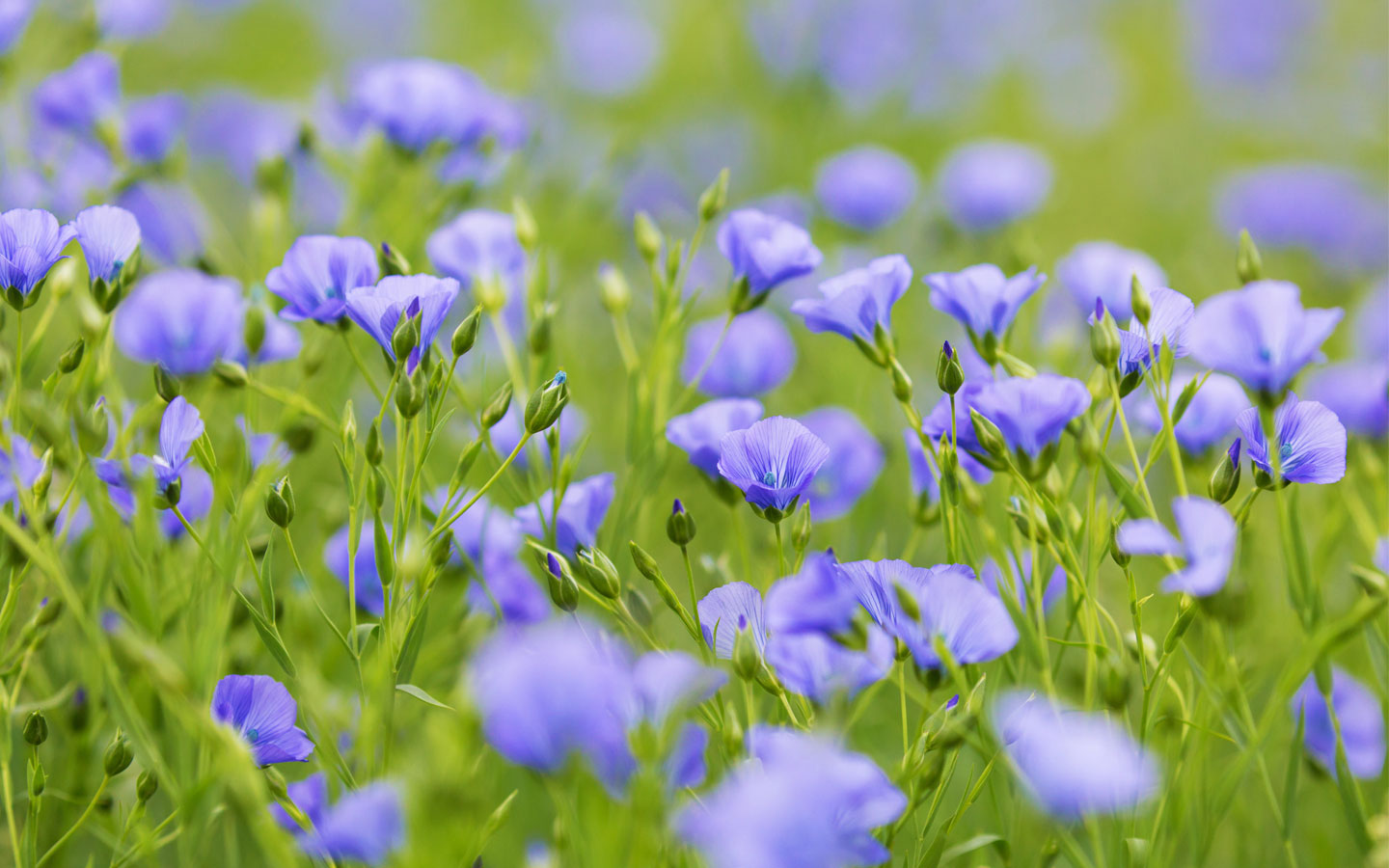 Himmelblau blühendes Feld mit echtem Lein, der Ursprungspflanze für nachhaltige disana Bio-Leinen-Kleidung